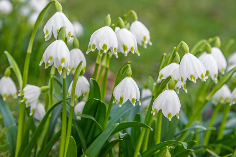 Leucojum vernum, Spring Snowflake, Leucojum, Snowflakes, Early Spring Bulbs, Early Spring Bloom