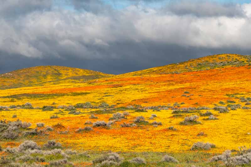 California poppy, California poppies, California Wildflowers, Wildflowers, Yellow Wildflowers,