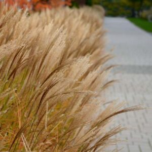 Miscanthus Sinensis 'Kleine Fontane', Maiden Grass 'Kleine Fontane', Eulalia 'Kleine Fontane', Chinese Silver Grass 'Kleine Fontane', Japanese Silver Grass 'Kleine Fontane', Low maintenance grasses, Low maintenance