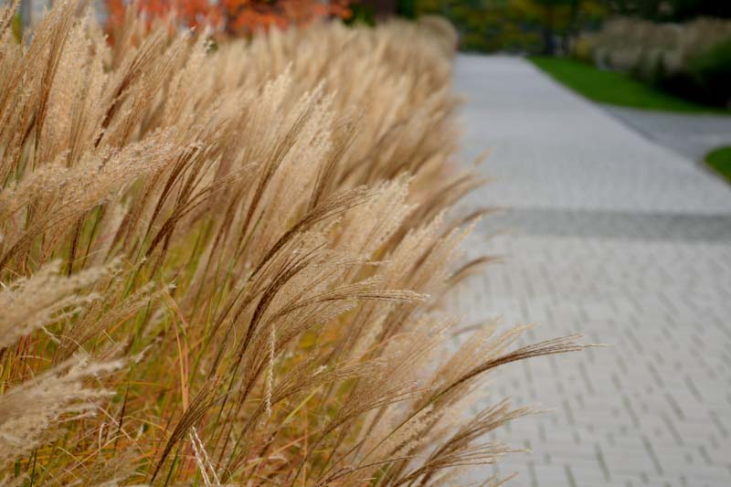 Miscanthus Sinensis 'Kleine Fontane', Maiden Grass 'Kleine Fontane', Eulalia 'Kleine Fontane', Chinese Silver Grass 'Kleine Fontane', Japanese Silver Grass 'Kleine Fontane', Low maintenance grasses, Low maintenance
