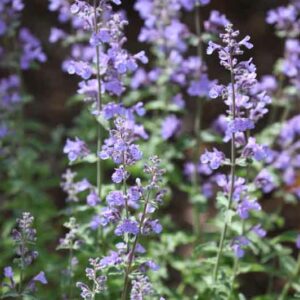 Nepeta Racemosa Walker's Low, Nepeta Walker's Low, Catmint Walker's Low, Best perennial plants, Award perennial, long flowering perennial