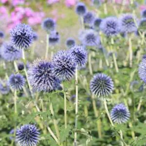 Globe thistle Veitch's Blue, Globe Thistle 'Veitch's Blue', Echinops bannaticus 'Veitch's Blue', Echinops 'Veitch's Blue', Echinops 'Veitch's Dwarf Blue', Blue perennials, drought tolerant plants, low maintenance plants, Veitch's blue echinops