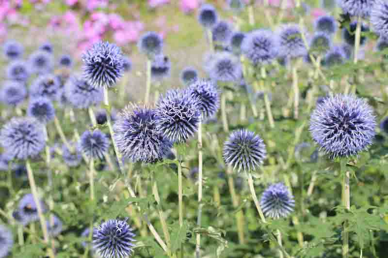 Globe thistle Veitch's Blue, Globe Thistle 'Veitch's Blue', Echinops bannaticus 'Veitch's Blue', Echinops 'Veitch's Blue', Echinops 'Veitch's Dwarf Blue', Blue perennials, drought tolerant plants, low maintenance plants, Veitch's blue echinops