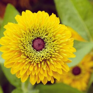 Maya Black Eyed Susan, Maya Gloriosa Daisy, Gloriosa Daisy Maya, Rudbeckia Maya, Rudbeckia hirta Maya, Black-eyed Susan Maya, Rudbeckia Maya, Dwarf Rudbeckia
