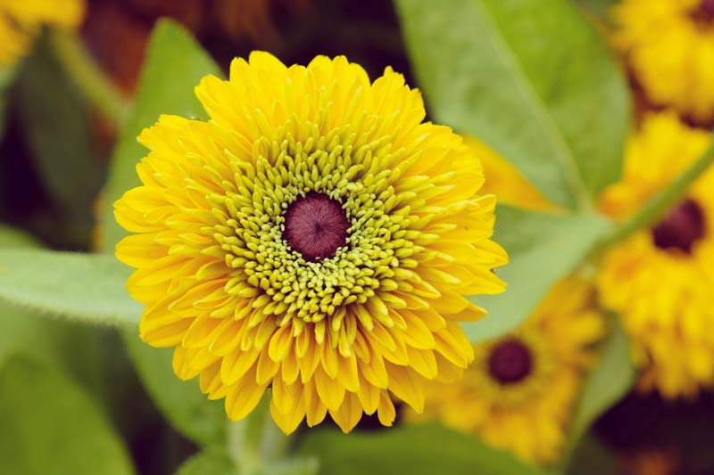 Maya Black Eyed Susan, Maya Gloriosa Daisy, Gloriosa Daisy Maya, Rudbeckia Maya, Rudbeckia hirta Maya, Black-eyed Susan Maya, Rudbeckia Maya, Dwarf Rudbeckia