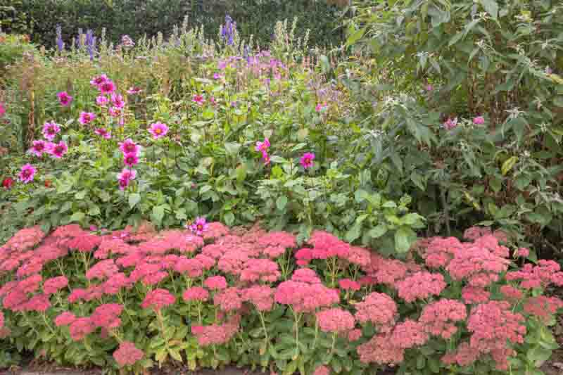 Sedum Autumn Joy, Sedum telephium 'Autumn Joy', Sedum 'Autumn Joy', Stonecrop 'Herbstfreude', Sedum 'Autumn Joy', Hylotelephium Spectabile 'Indian Chief', Sedum Spectabile 'Autumn Joy', Sedum Spectabile 'Herbstfreude', Sedum Spectabile 'Indian Chief', Sed