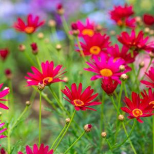 Pyrethrum roseum, Persian Daisy, Painted Daisy