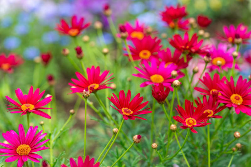 Pyrethrum roseum, Persian Daisy, Painted Daisy