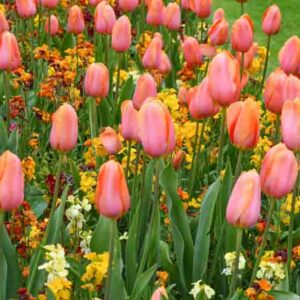 Tulipa 'Dordogne' , Tulip 'Dordogne', Single Late Tulip 'Dordogne', Single Late Tulips, Spring Bulbs, Spring Flowers, Pink Tulip, Orange Tulip, Single Late Tulip, French Tulip