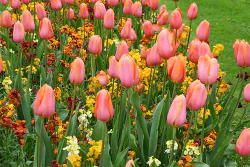 Tulipa 'Dordogne' , Tulip 'Dordogne', Single Late Tulip 'Dordogne', Single Late Tulips, Spring Bulbs, Spring Flowers, Pink Tulip, Orange Tulip, Single Late Tulip, French Tulip