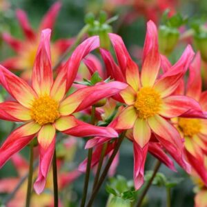 Dahlia Honka, 'Honka Surprise' Dahlia, Orchid Dahlias, Star Dahlias, Miscellaneous Dahlias, Pink Dahlia Flowers, Dahlia Tubers, Dahlia Bulbs, Dahlia Flower, Dahlia Flowers, summer bulbs