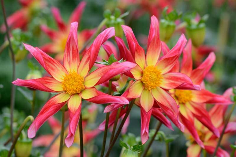 Dahlia Honka, 'Honka Surprise' Dahlia, Orchid Dahlias, Star Dahlias, Miscellaneous Dahlias, Pink Dahlia Flowers, Dahlia Tubers, Dahlia Bulbs, Dahlia Flower, Dahlia Flowers, summer bulbs