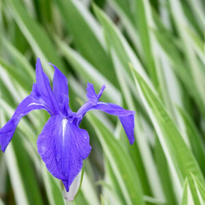 Iris Laevigata 'Variegata', Water Iris 'Variegata', Rabbit-Ear Iris 'Variegata', Kakitsubata 'Variegata', Iris for Ponds, Perennial for wet soil, Perennial for poorly drained soils