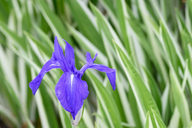 Iris Laevigata 'Variegata', Water Iris 'Variegata', Rabbit-Ear Iris 'Variegata', Kakitsubata 'Variegata', Iris for Ponds, Perennial for wet soil, Perennial for poorly drained soils