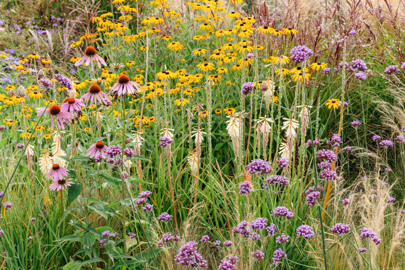 Verbena Bonariensis,  Purpletop Vervain, meadow style planting