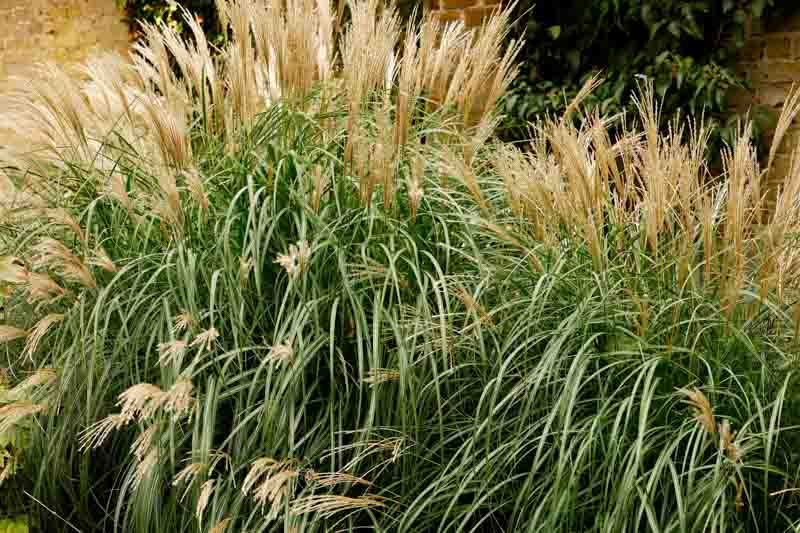 Miscanthus Sinensis 'Little Kitten', Maiden Grass 'Little Kitten', Eulalia 'Little Kitten', Chinese Silver Grass 'Little Kitten', Japanese Silver Grass 'Little Kitten'