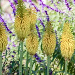 Kniphofia 'Percy's Pride', Red Hot Poker 'Percy's Pride', Poker Plant 'Percy's Pride', Torch Lily 'Percy's Pride', Tritoma 'Percy's Pride', yellow flowers, late summer perennial