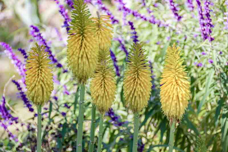 Kniphofia 'Percy's Pride', Red Hot Poker 'Percy's Pride', Poker Plant 'Percy's Pride', Torch Lily 'Percy's Pride', Tritoma 'Percy's Pride', yellow flowers, late summer perennial