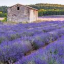 Lavender Field, Lavender Farm, Best Lavender