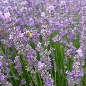 Lavandula Angustifolia 'Folgate', English Lavender 'Folgate', Lavender 'Folgate', Lavandula 'Folgate', Lavender plants, Lavender flowers, Lavender plant, Purple flowers, Drought tolerant plants, Deer resistant plants, fragrant flowers