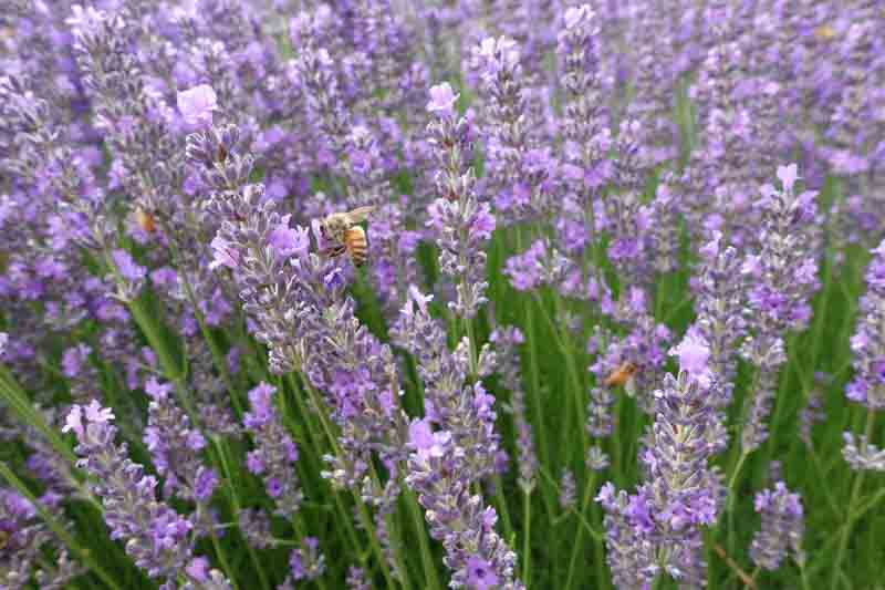 Lavandula Angustifolia 'Folgate', English Lavender 'Folgate', Lavender 'Folgate', Lavandula 'Folgate', Lavender plants, Lavender flowers, Lavender plant, Purple flowers, Drought tolerant plants, Deer resistant plants, fragrant flowers