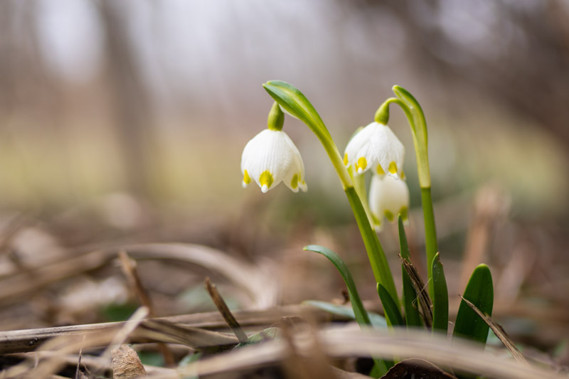 Leucojum vernum, Spring Snowflake, Leucojum, Snowflakes, Early Spring Bulbs, Early Spring Bloom