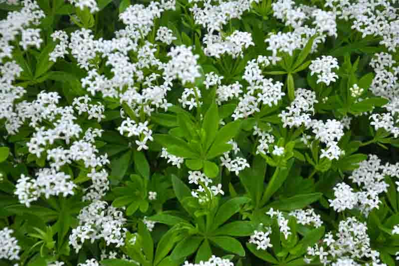 Galium Odoratum, Sweet Woodruff, Hay Plant, Kiss-Me-Quick, Mugwet, Rockweed, Sweet Grass, Woodruff, White flowers, Perennial for shade, perennials for shade, shade perennial, Asperula Odorata