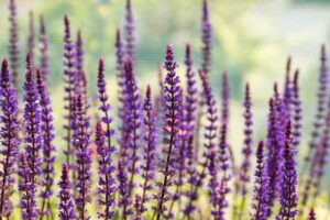 Salvia Nemorosa Caradonna, Salvia Caradonna, Sage Caradonna, award-winning salvia, Balkan Clary Caradonna, Steppe sage Caradonna, Salvia x Sylvestris 'Caradonna'