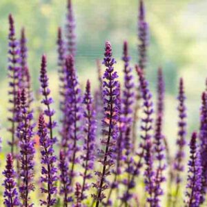 Salvia Nemorosa Caradonna, Salvia Caradonna, Sage Caradonna, award-winning salvia, Balkan Clary Caradonna, Steppe sage Caradonna, Salvia x Sylvestris 'Caradonna'