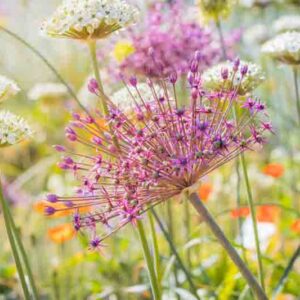 Allium Cristophii, Allium Christophii, Star of Persia, Allium Albopilosum, Ornamental Onion, Spring Bulbs, Spring Flowers , Purple Onions, Late Spring Bloom, Early Summer Bloom,