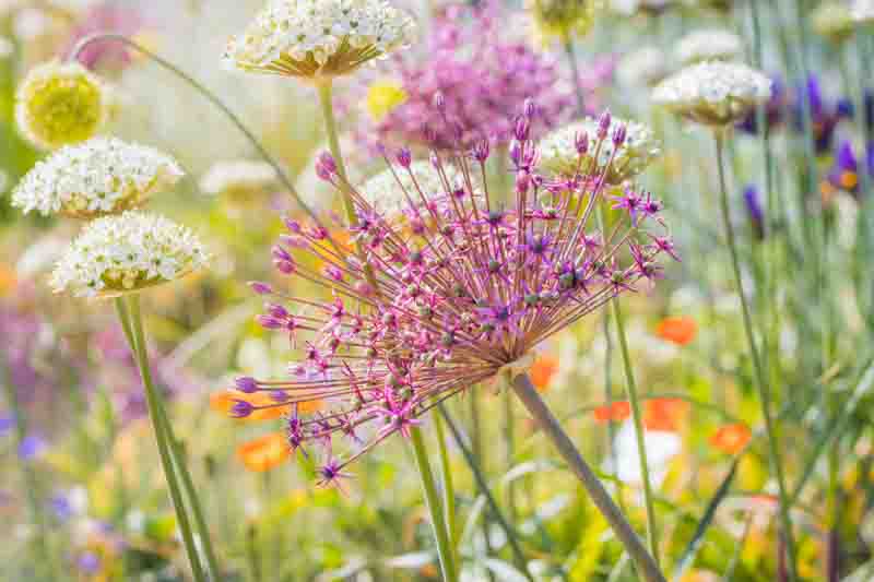 Allium Cristophii, Allium Christophii, Star of Persia, Allium Albopilosum, Ornamental Onion, Spring Bulbs, Spring Flowers , Purple Onions, Late Spring Bloom, Early Summer Bloom,