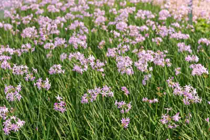 Tulbaghia Violacea, Society Garlic, Pink Agapanthus, Spring Bulbs, Spring Flowers, Spring Bulbs, Spring Flowers, Pink Flowers