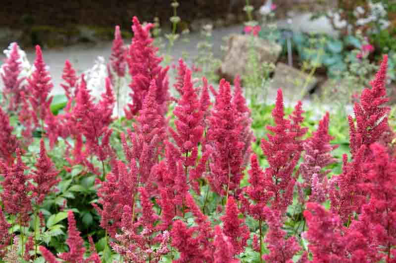 Astilbe x Arendsii 'Fanal', Astilbe Fanal information, Fanal Astilbe information, False Spirea Fanal information, Red astilbe, AGM Astilbe