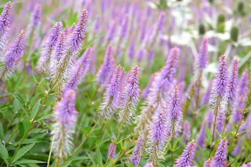 Veronicastrum Virginicum 'Fascination', Culver's Root 'Fascination'', Lavender Flowers, Purple Flowers, Tall Flowers