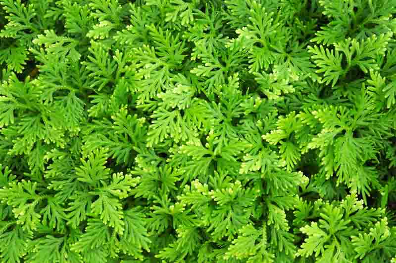 Club Moss, Irish Moss, Spike Moss, Selaginella kraussiana, Groundcover, Evergreen Groundcover