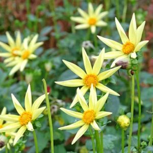 Dahlia Honka, 'Honka' Dahlia, Orchid Dahlias, Star Dahlias, Miscellaneous Dahlias, AGM Dahlia, Yellow Dahlia Flowers, Dahlia Tubers, Dahlia Bulbs, Dahlia Flower, Dahlia Flowers, summer bulbs