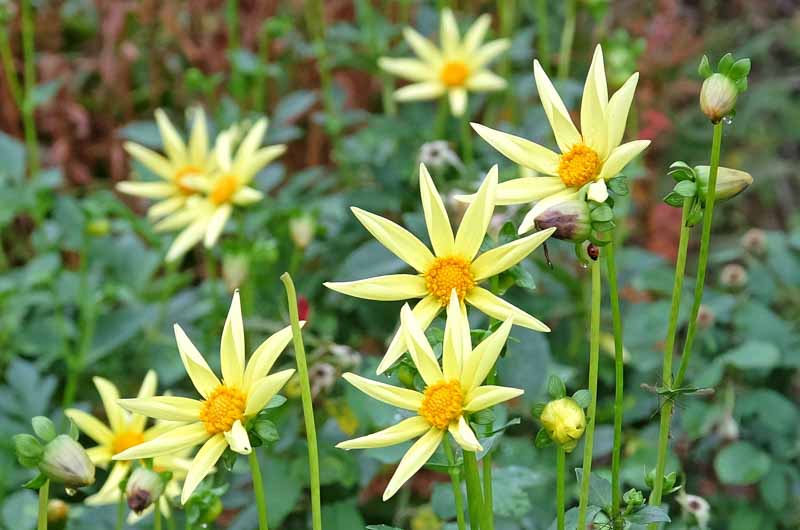 Dahlia Honka, 'Honka' Dahlia, Orchid Dahlias, Star Dahlias, Miscellaneous Dahlias, AGM Dahlia, Yellow Dahlia Flowers, Dahlia Tubers, Dahlia Bulbs, Dahlia Flower, Dahlia Flowers, summer bulbs