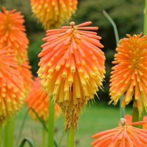 Kniphofia Rooperi, Poker Plant Rooperi, Red Hot Poker Rooperi, Torch Lily Rooperi, Tritoma Rooperi, AGM kniphofia, Rooper's Red Hot Poker, Rooper's Poker Plant, Rooper's Torch Lily, Rooper's Tritoma