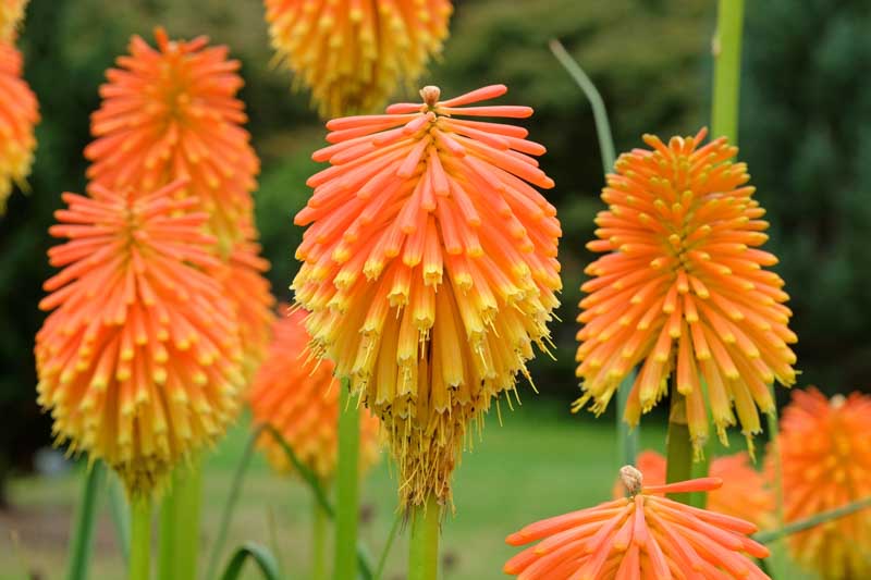 Kniphofia Rooperi, Poker Plant Rooperi, Red Hot Poker Rooperi, Torch Lily Rooperi, Tritoma Rooperi, AGM kniphofia, Rooper's Red Hot Poker, Rooper's Poker Plant, Rooper's Torch Lily, Rooper's Tritoma