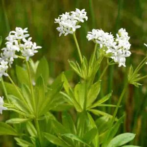 Galium Odoratum, Sweet Woodruff, Hay Plant, Kiss-Me-Quick, Mugwet, Rockweed, Sweet Grass, Woodruff, White flowers, Perennial for shade, perennials for shade, shade perennial, Asperula Odorata