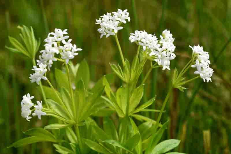 Galium Odoratum, Sweet Woodruff, Hay Plant, Kiss-Me-Quick, Mugwet, Rockweed, Sweet Grass, Woodruff, White flowers, Perennial for shade, perennials for shade, shade perennial, Asperula Odorata