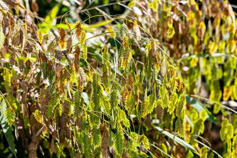 Chasmanthium Latifolium, North America Wild Oats, Northern Sea Oats, Spangle Grass, Sea Oats