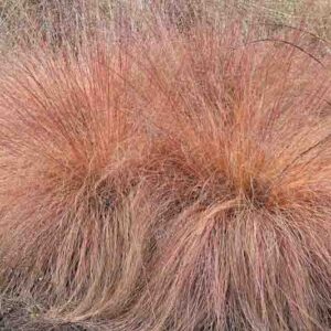 Sporobolus Heterolepis, Prairie Dropseed, Prairie Drop seed, Ornamental Grass
