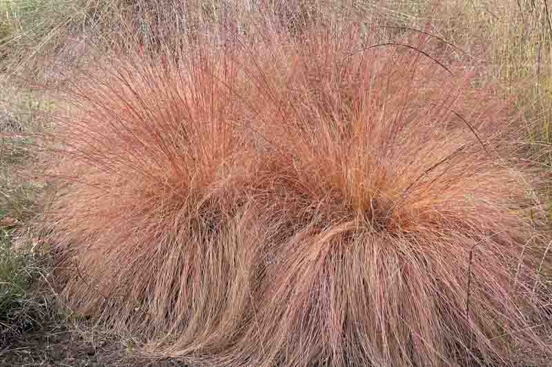 Sporobolus Heterolepis, Prairie Dropseed, Prairie Drop seed, Ornamental Grass