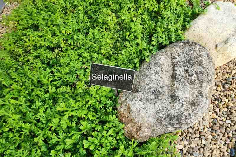 Club Moss, Irish Moss, Spike Moss, Selaginella kraussiana, Groundcover, Evergreen Groundcover