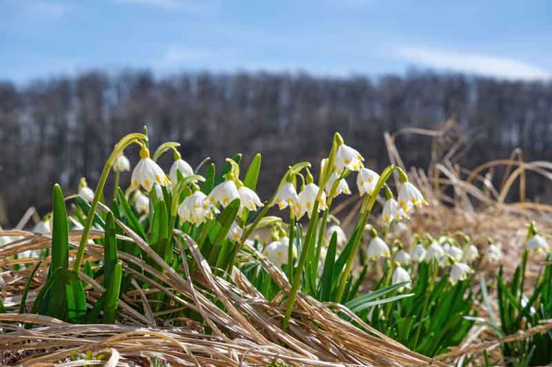 Leucojum vernum, Spring Snowflake, Leucojum, Snowflakes, Early Spring Bulbs, Early Spring Bloom