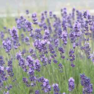 Munstead Lavender, Lavender Munstead, lavandula angustifolia Munstead, English Lavender 'Munstead', Lavandula 'Munstead', Purple flowers, Drought tolerant plant, Deer resistant plants, fragrant flowers