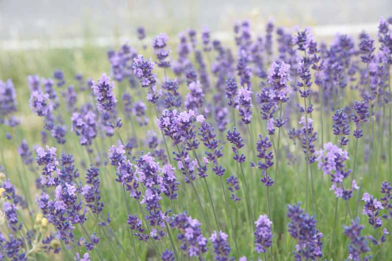 Munstead Lavender, Lavender Munstead, lavandula angustifolia Munstead, English Lavender 'Munstead', Lavandula 'Munstead', Purple flowers, Drought tolerant plant, Deer resistant plants, fragrant flowers