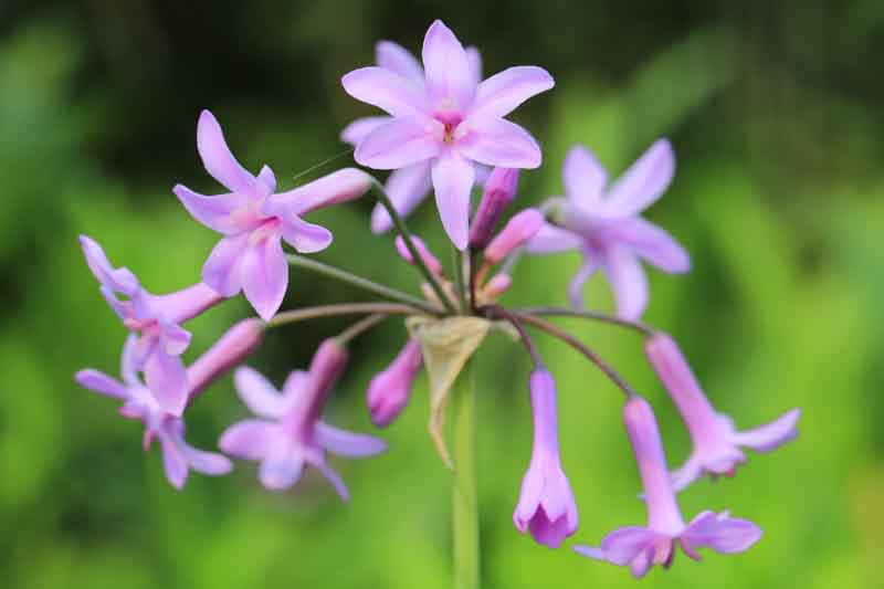 Tulbaghia Violacea, Society Garlic, Pink Agapanthus, Spring Bulbs, Spring Flowers, Spring Bulbs, Spring Flowers, Pink Flowers