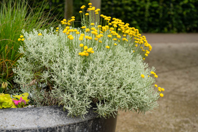 Lavender Cotton (Santolina chamaecyparissus): Uses, Care Guide